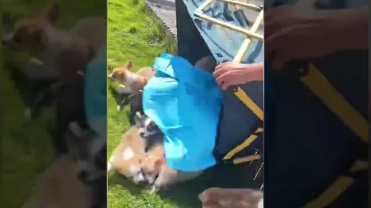 Dogs are waiting for playing