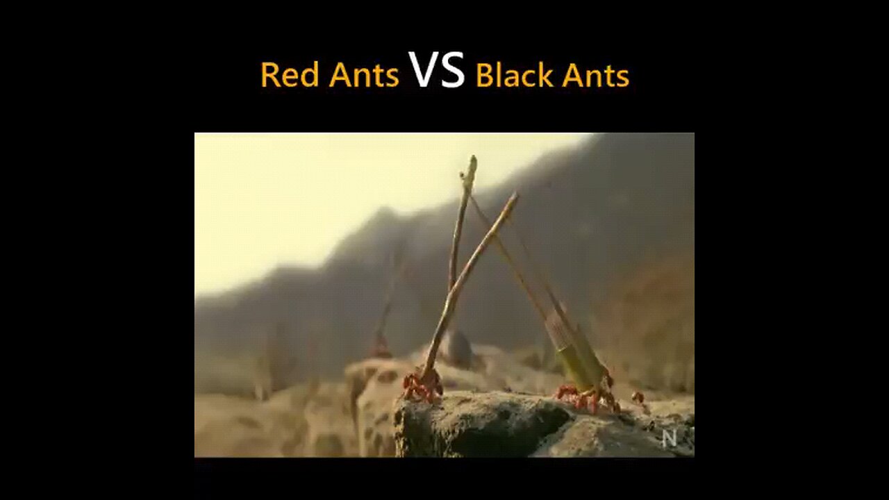 Red Ant vs Black Ant