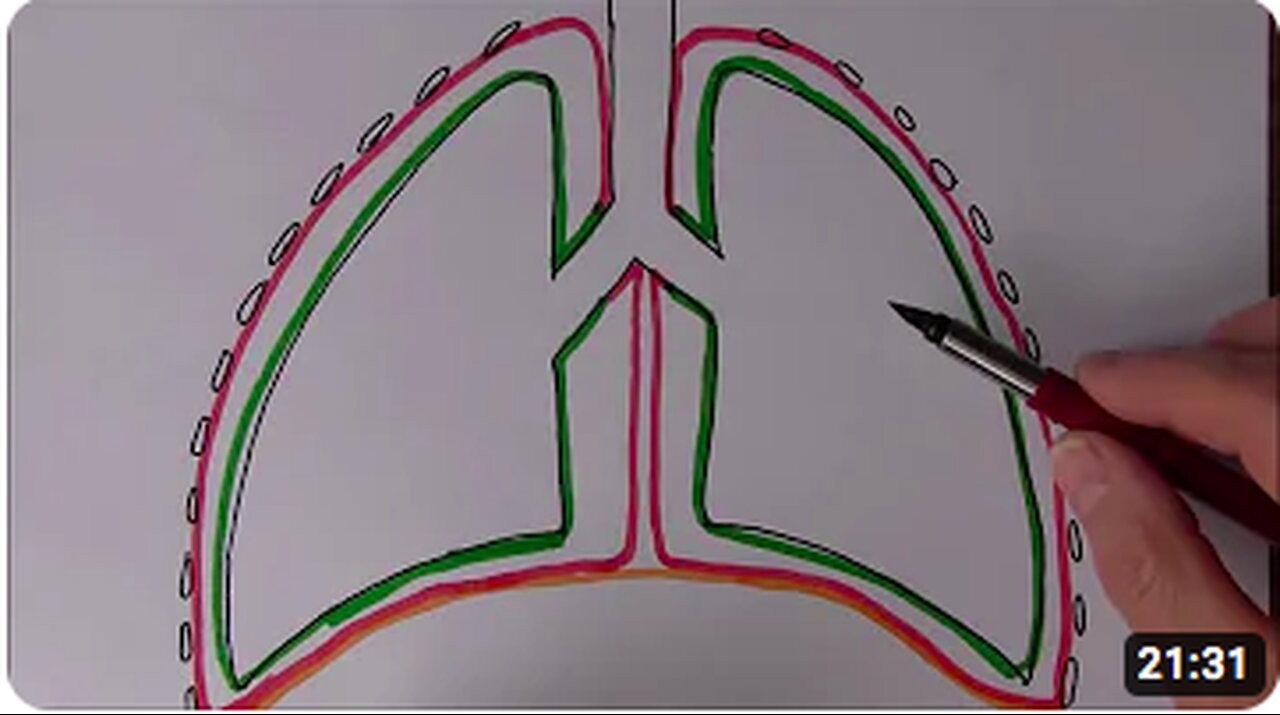 Respiratory System 4, Alveoli and gaseous exchange