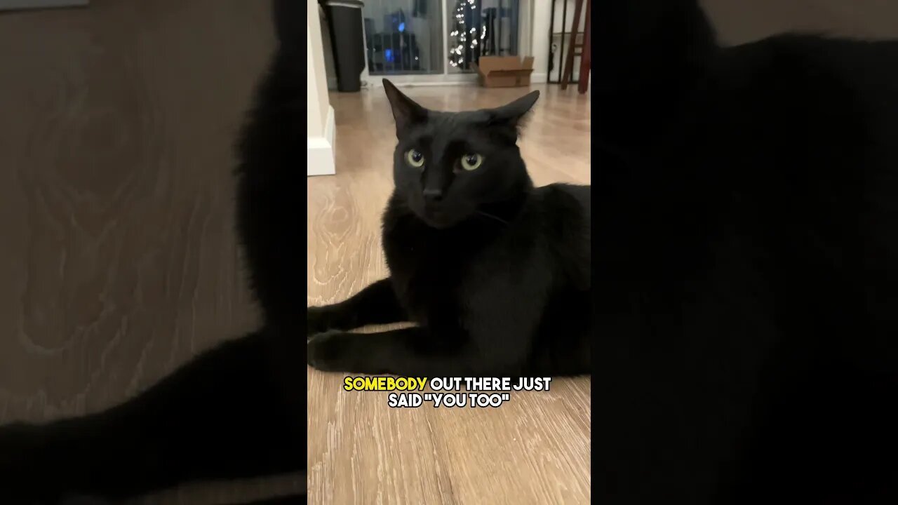 Everyones done this at least once😂 #cat #blackcat #leonthecatdad #darkhumor #sarcasm #relationship