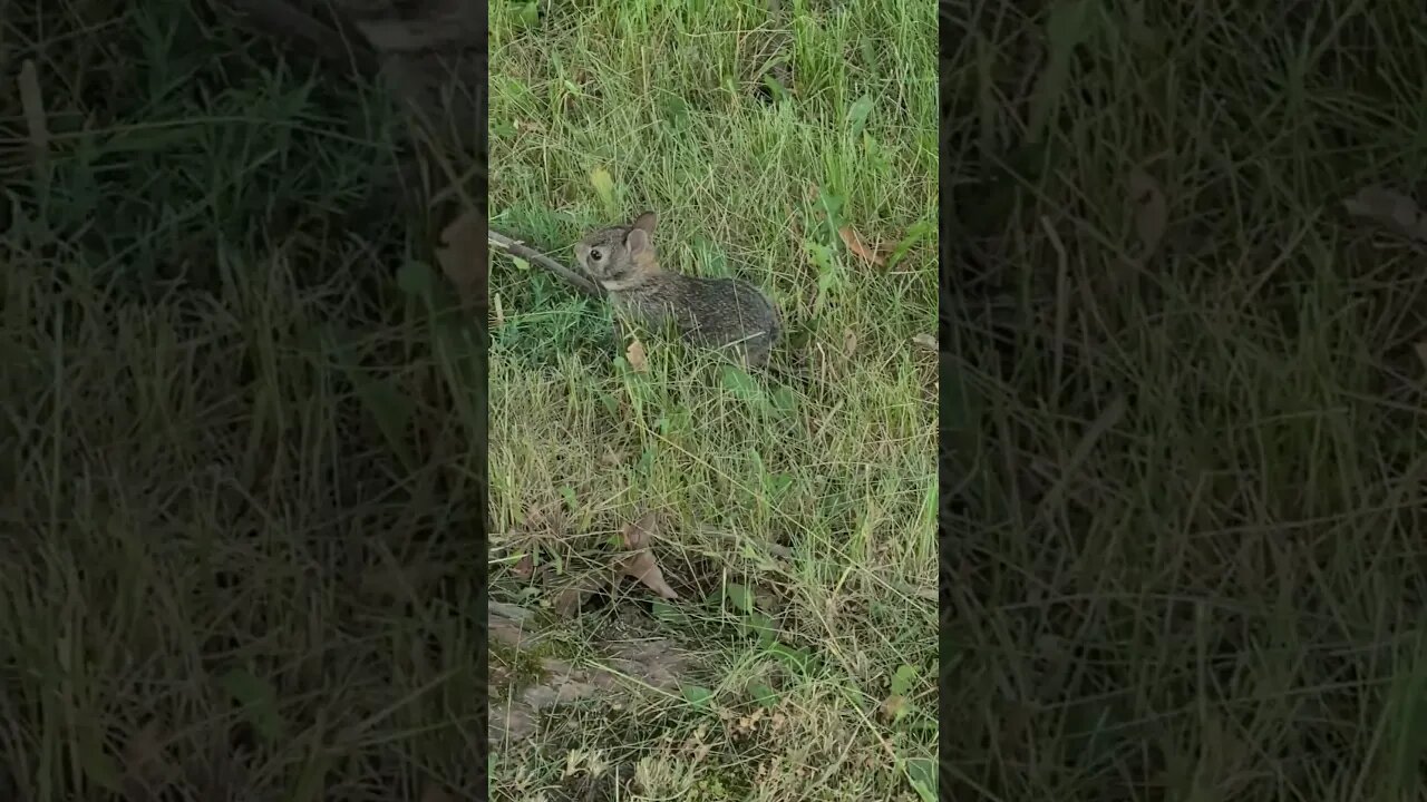 lil Bugs Bunny Rabbit 🐇 at the Farm 🌳 🚜