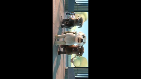 Dog cartoon video enjoy for children