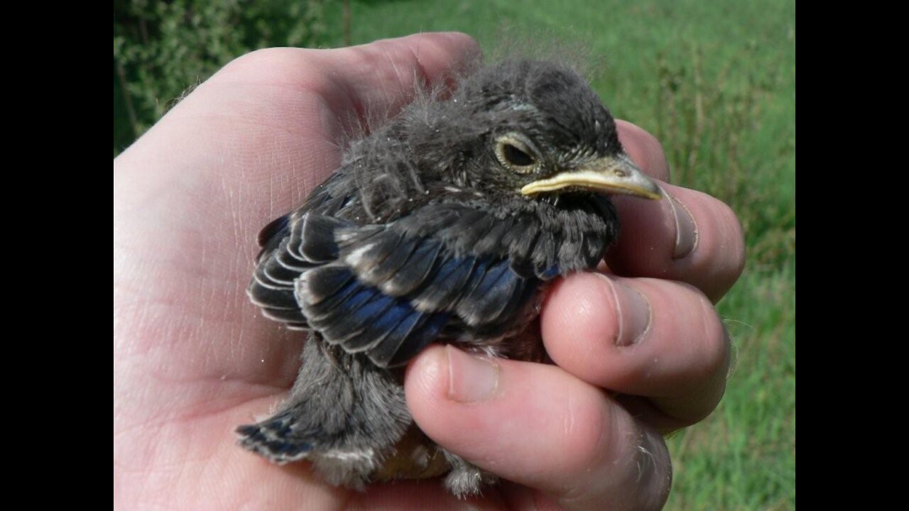 Man rescues abandoned baby bird found in his garden