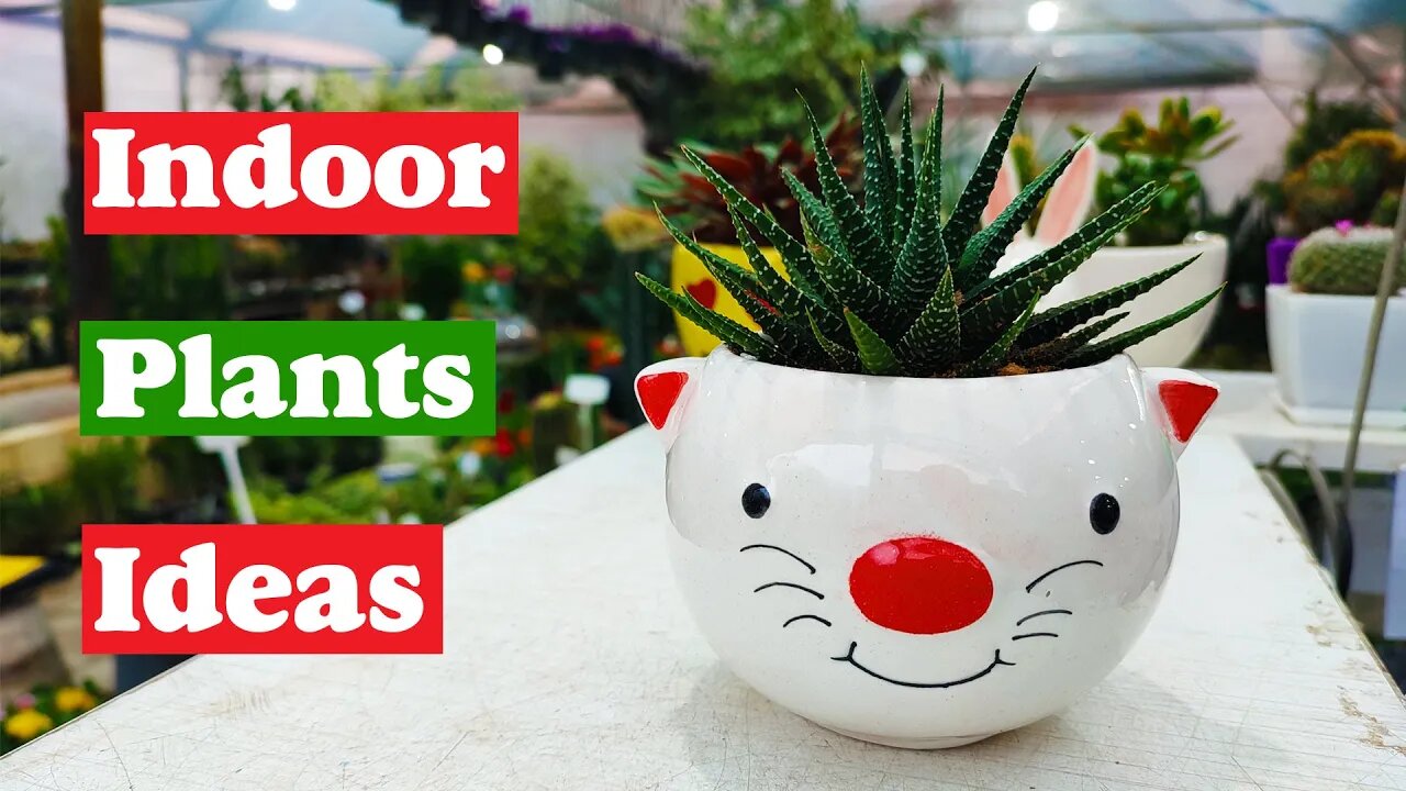 Indoor plants ideas | some interesting indoor plants ideas for home