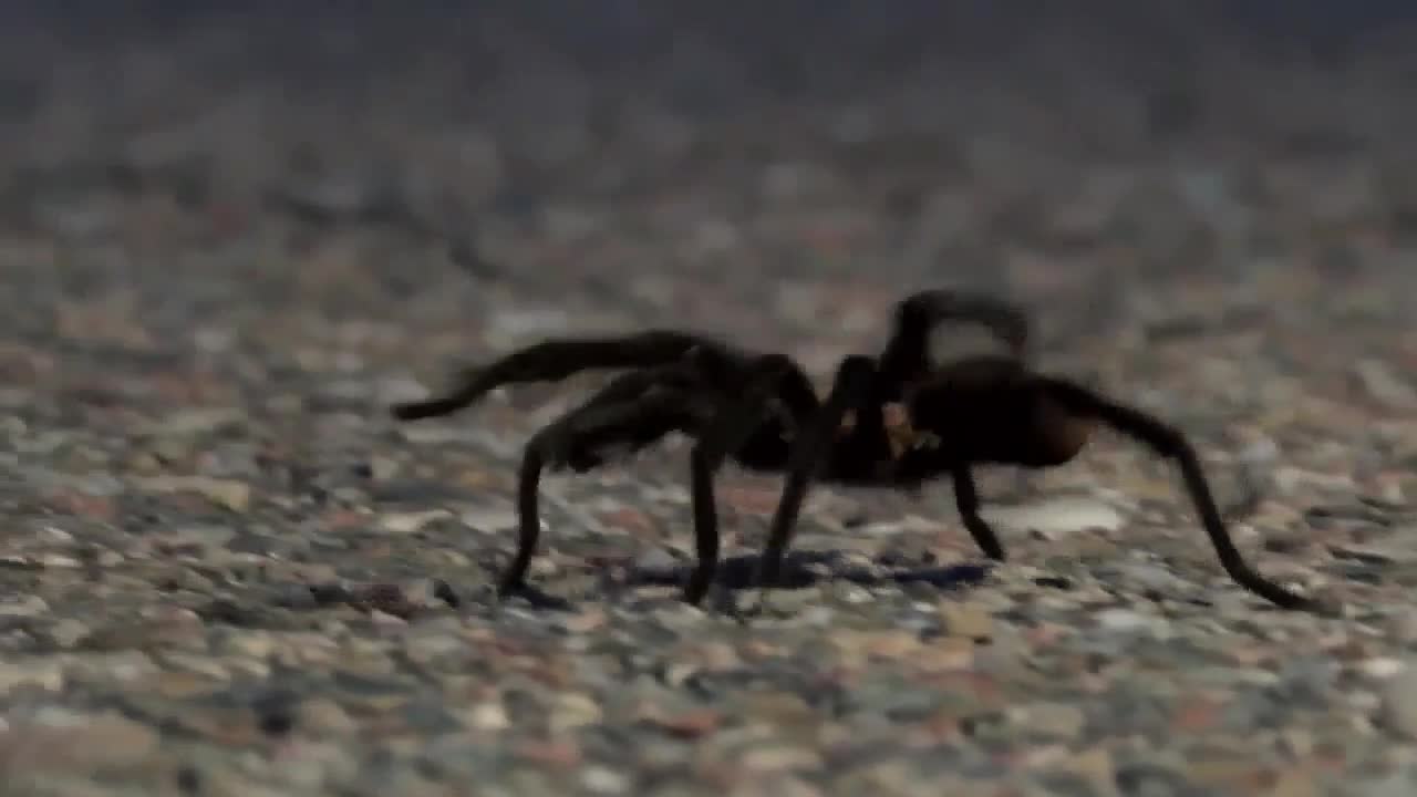 Tarantulas out by the thousands in southeast Colorado for mating season