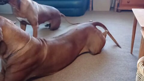 Rhodesian Ridgeback Pup Bullying Very Patient RR Dog