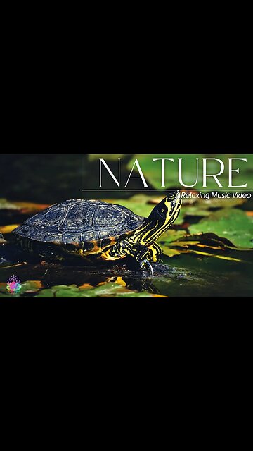 Relaxing Beautiful Music Stress Relief-Soothing Music With Nature Sound & Calm The Mind #shorts