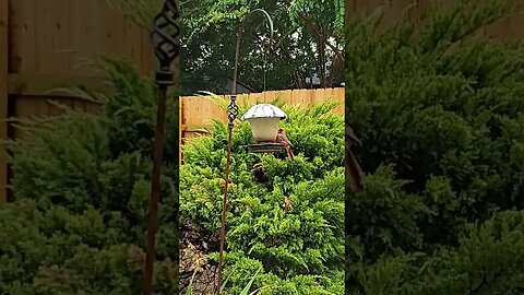 Cardinal spotted #texas #weather #natureenthusiast #centraltexas #nature #naturelover #springrain