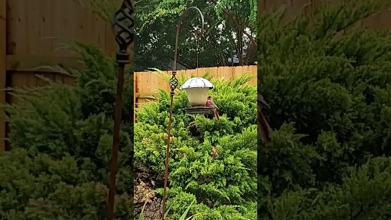 Cardinal spotted #texas #weather #natureenthusiast #centraltexas #nature #naturelover #springrain
