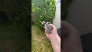 Baby Bird Rescue Nest Fall