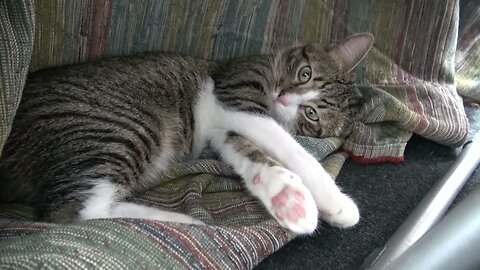 Tabby Cat Stretched His Paws