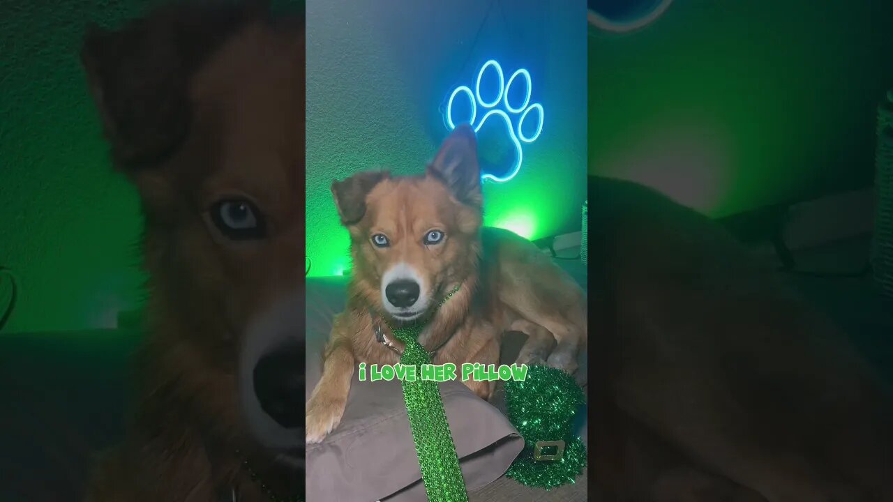 What a clover🍀 dog #cutedogs #dogs #funnydogs #dogtalking #stpatricksday #stpattysday #germanshepar