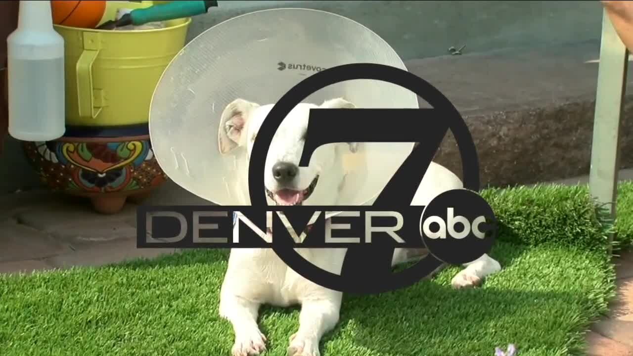 Denver7 News at 10PM Monday, July 19, 2021