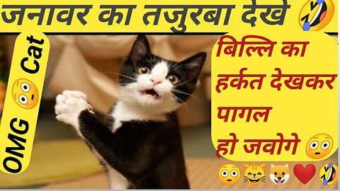 Funny cats | Funny Dogs | Funny Animal Videos | Hillarious Pets Adorable Pets | Kitten | Puppy 120