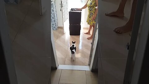 Branquinha contrariando a zangue #familiaflima #familia #lardocezange #gatosengraçados