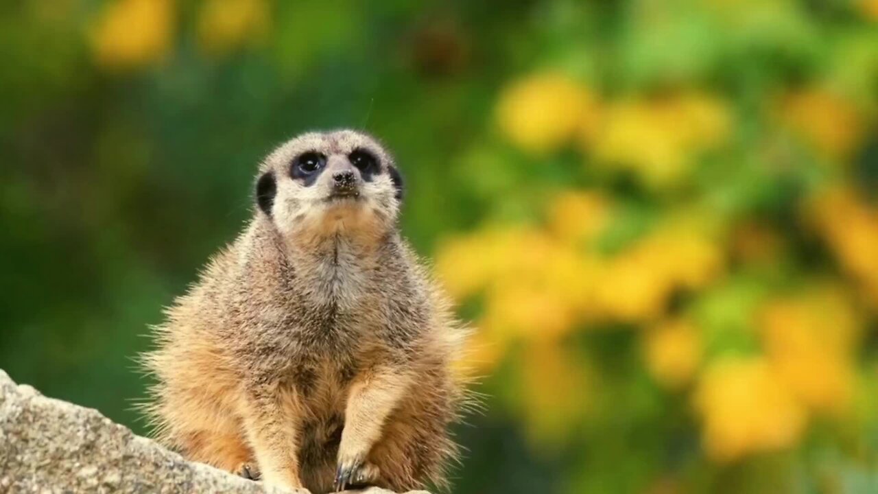 "Life in the Clan: The Social World of Meerkats"