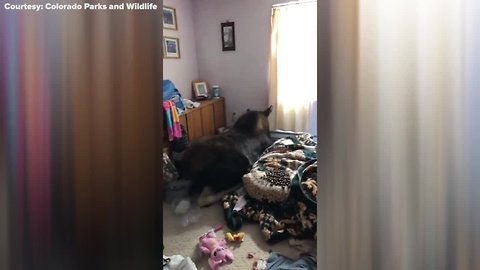 Moose mistaken for burglar after crashing into Breckenridge home