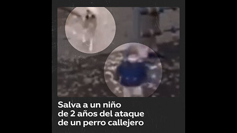 Un perro callejero ataca a un niño pequeño en Rusia
