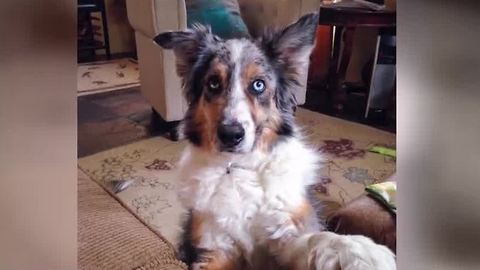 Reward increased for dog that went missing at Red Rock Canyon
