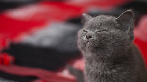 Kitten News