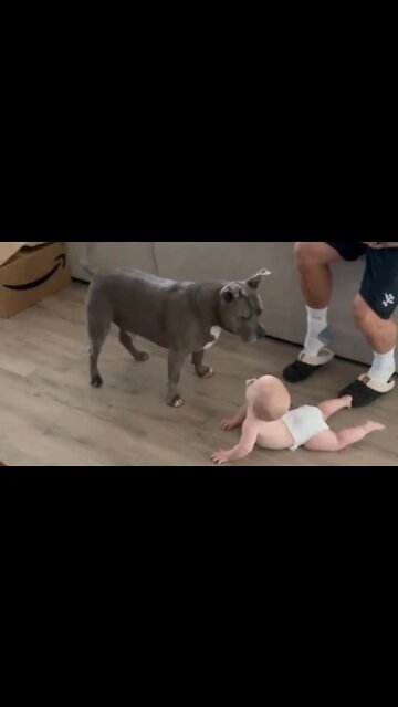 Precious pit bull really wants to play with the baby