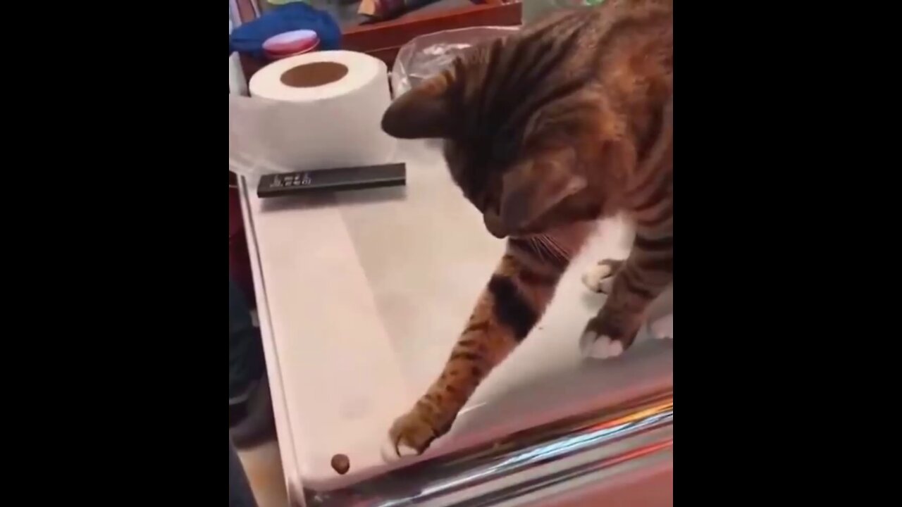 Cat Most Funny Video