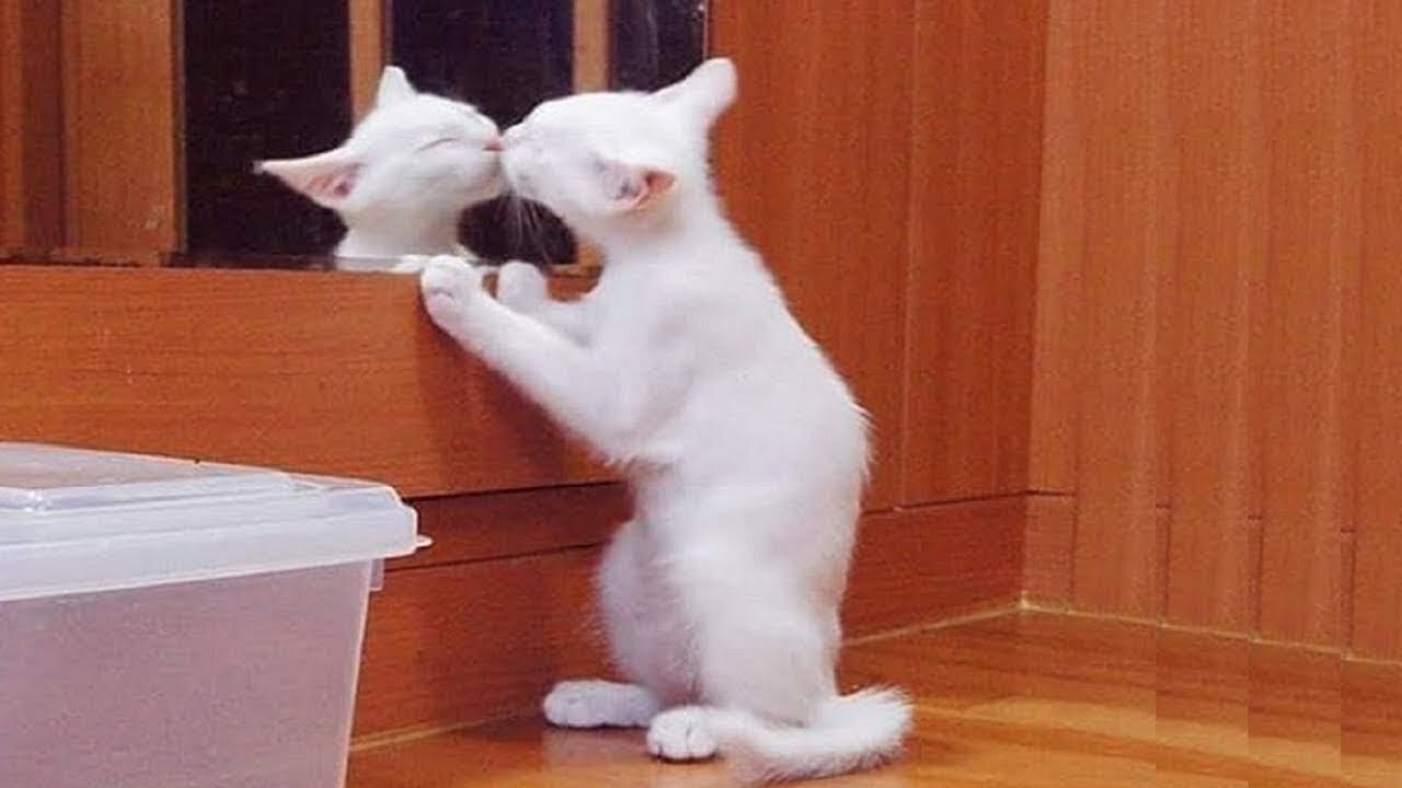 Funny And Cute Cat'S Life Cats And Owners Are The Best Friends Videos 106