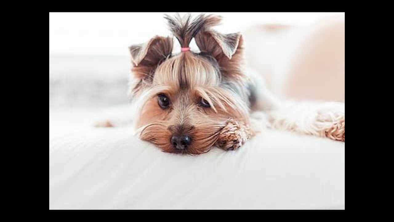 Cute Dogs 100 pictures compilation dog compilation pet