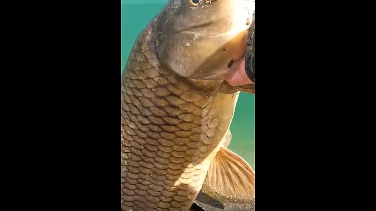 15 Pound Carp on Ultra Light Rod!