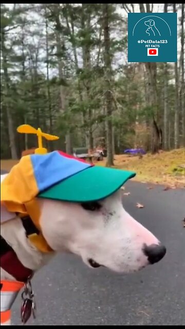 Try not to Laugh..Funny Animals