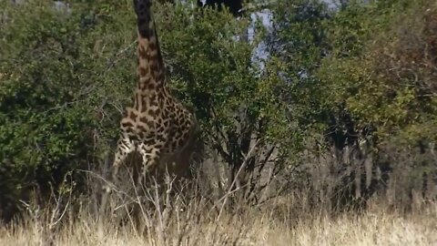 Mother Giraffe Kick Broken Lion Head Who Try To Eat Her Baby, Harsh Life of Wild Animals-16