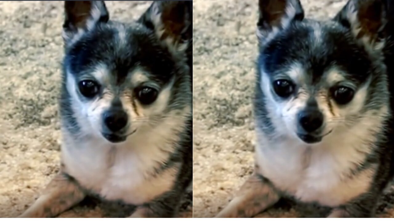 A Stubborn Chihuahua Refuses To Sit Down For His Owner.