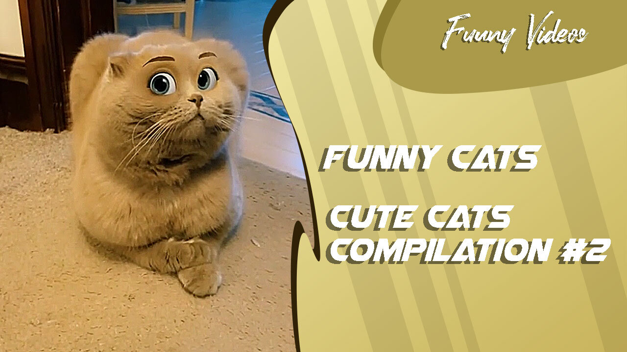 Funny Videos | Cute Cats Compilation #2 😻 Funny Cats