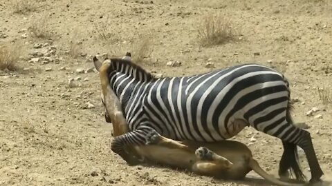 Hard Life of King Jungle Lions Fake Death To Avoid Buffalo Attack Lion VS Buffalo, Wildebeest