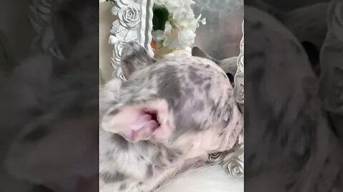 Dogs and Mirrors 😁🐶 Dogs REACTION in Front of MIRROR 🤣 Try Not To Laugh