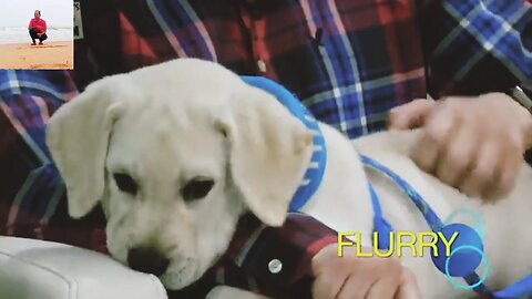 How to Train your Puppy to Stop Biting
