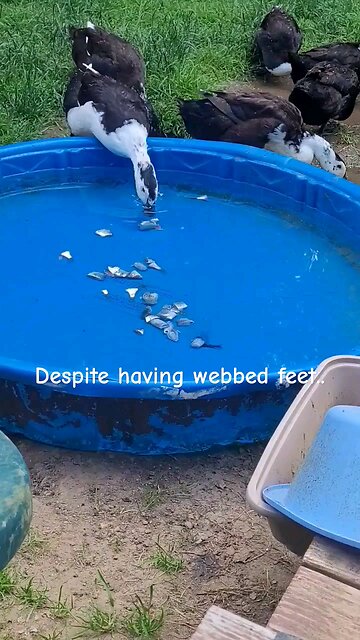 ducks can get up and go!! #wildlife #ducks #shorts #short #shortsvideo