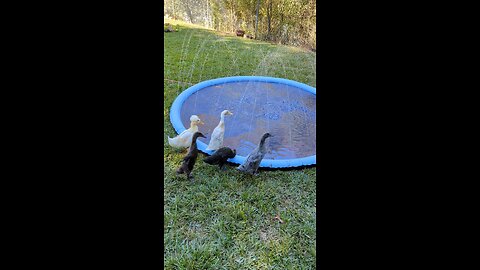 midday swim