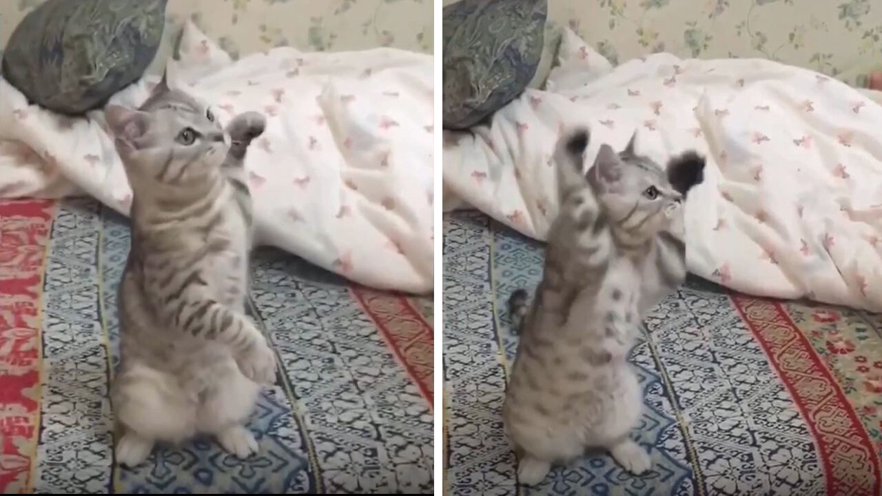 Look at my meow punch