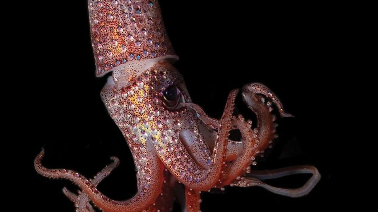 Discovering the Vibrant Enigma: A Unique Octopus-like Marvel of the Ocean