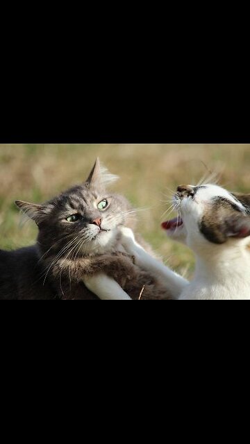 Cute and funny animals fighting