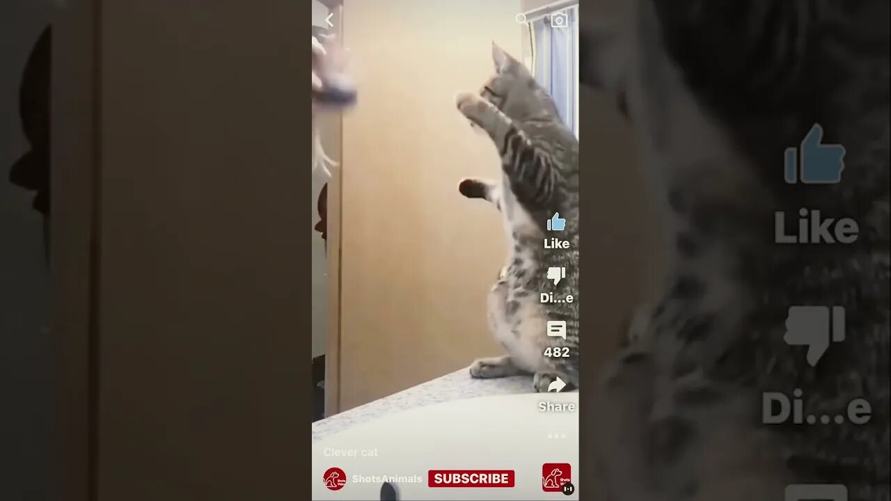 Cat Copies Owner 🥰