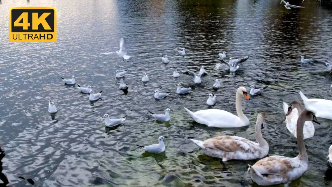 Water living bird swan| 4k ultra Hd Video