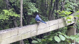 Blue Jay and Red-Tailed squirrel