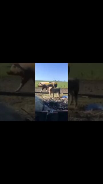 Here comes the food food rations that Zelensky sent in.