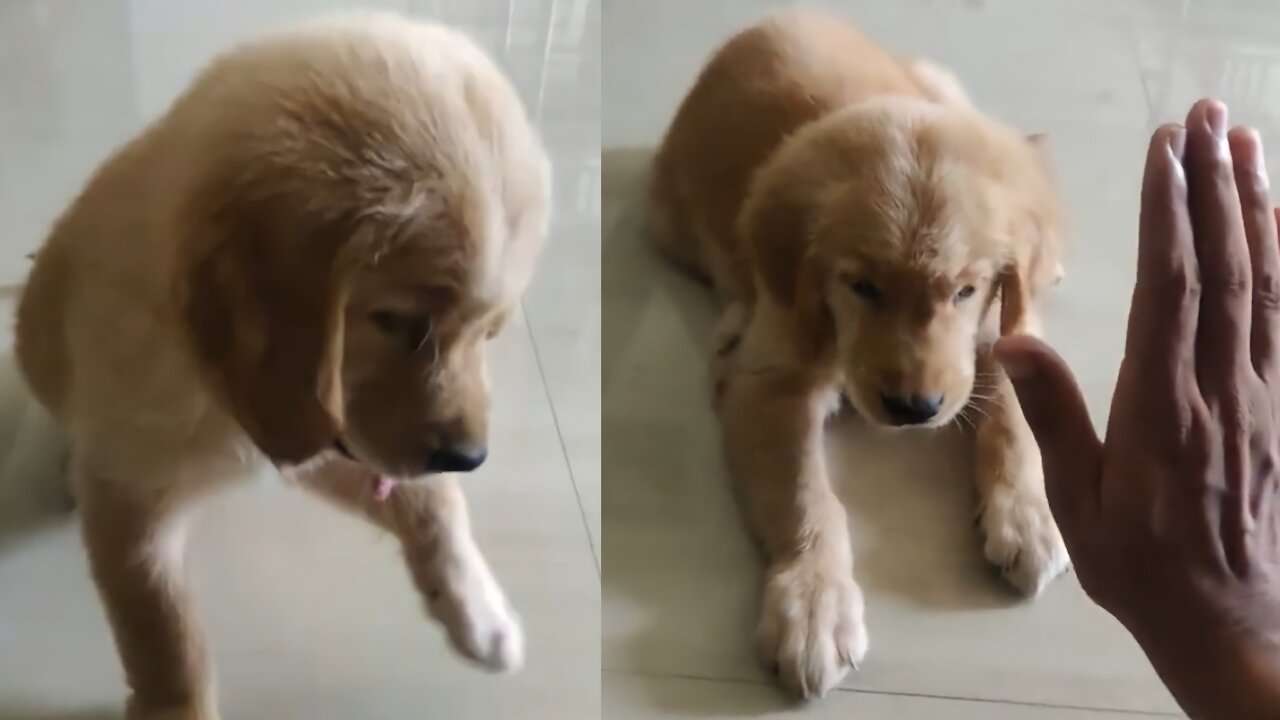 Golden Retriever puppy training video