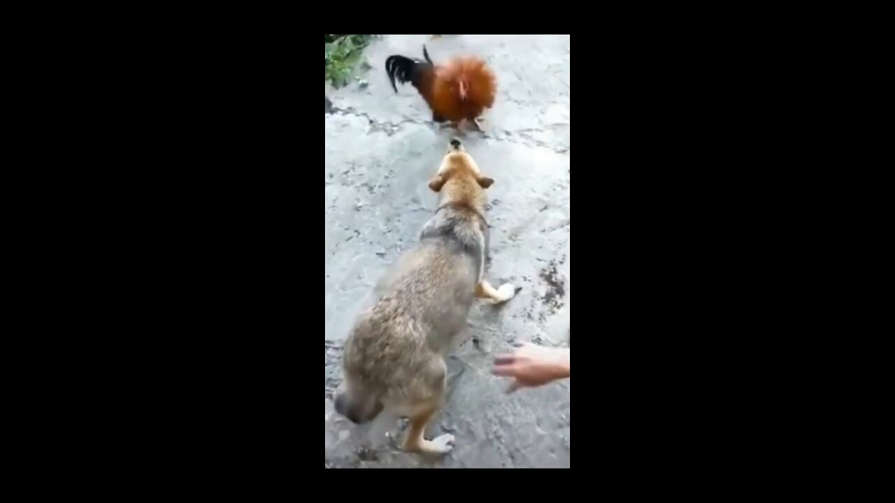 Funny Dog Videos dog vs hen Creative Commons _ No Copyrights(1080P_HD)