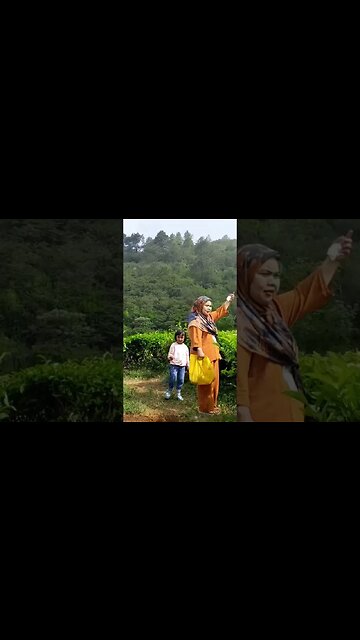 Kebun Teh Puncak Bogor