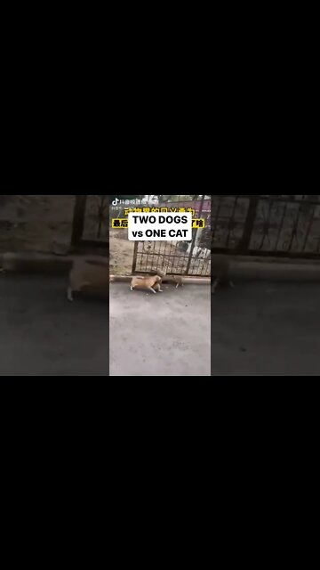 TWO DOGS vs ONE CAT