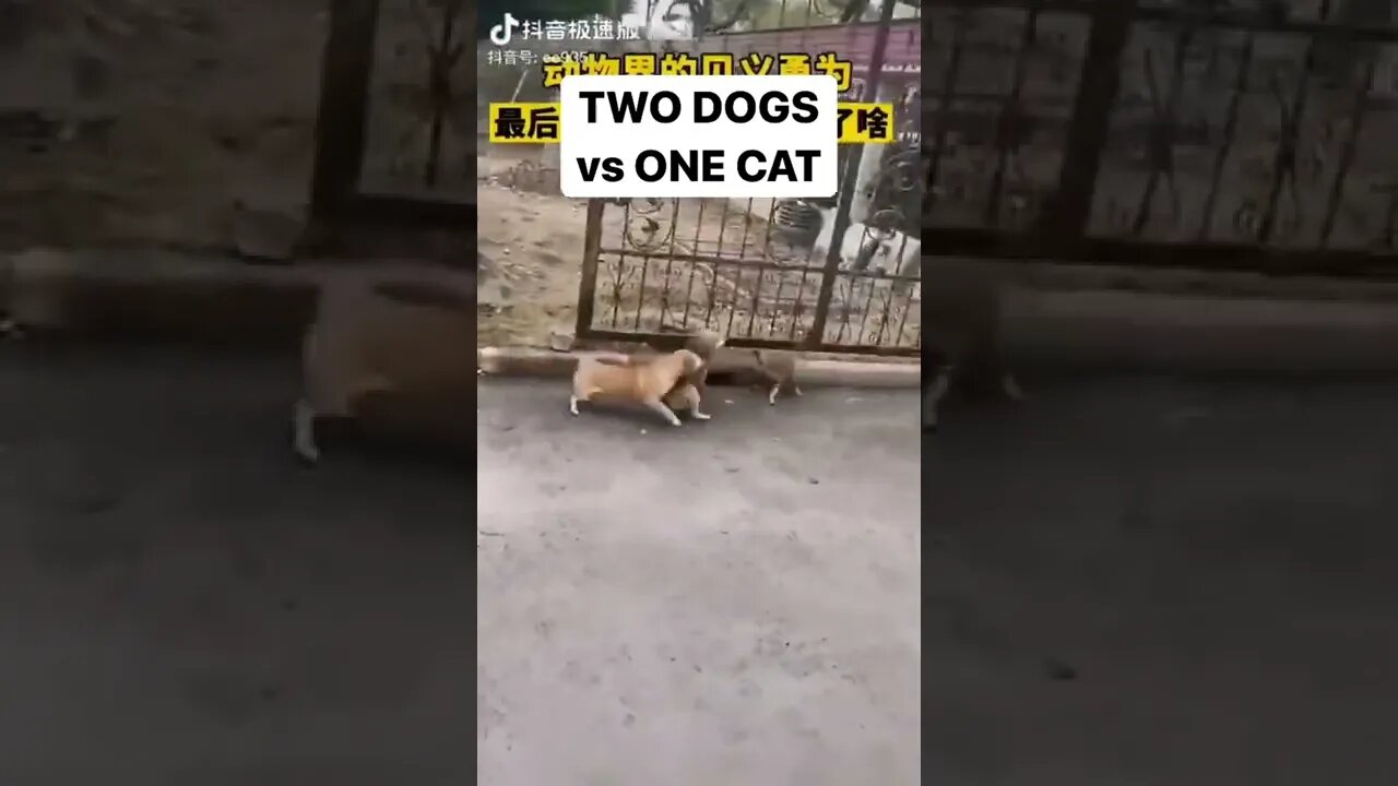 TWO DOGS vs ONE CAT